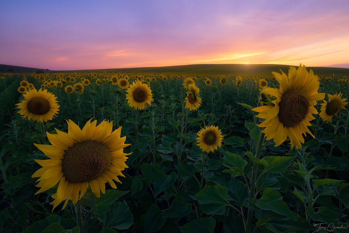 Rolling hills of sunflowers at sunset in the Andalucian region of southwestern Spain.